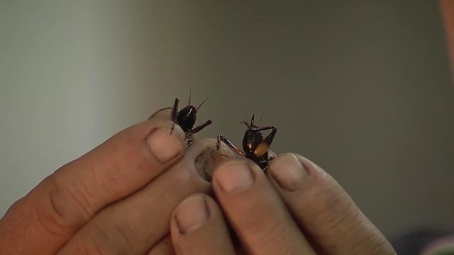 Crikets/ comparison of male and female cricket