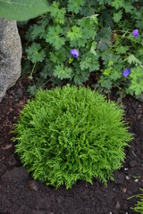 Thuja occidentalis Danica