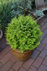 Thuja occidentalis Danica im K&uuml;bel 
