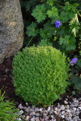 Thula occidentalis Teddy