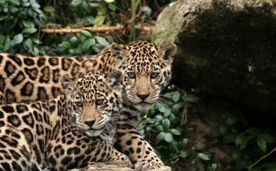 Fototapeta na wymiar Jaguars