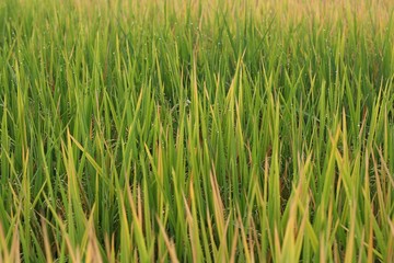 Obraz premium rice field