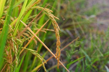 rice field