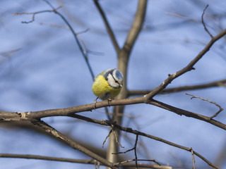 Eurasian blue tit, Cyanistes caeruleus, sitting in branches, closeup portrait, selective focus, shallow DOF
