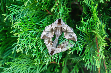 Eyed hawk moth  mate