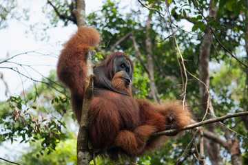 Dominant male orangutan on a tree in the jungle of Sumatra