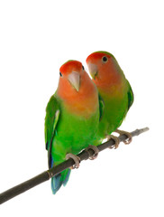 lovebirds