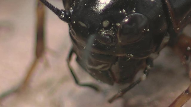 Macro pictures of crikets