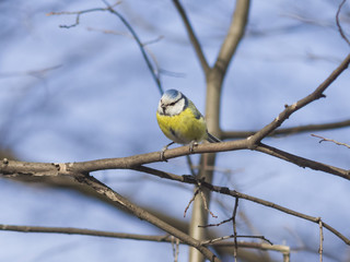 Fototapeta premium Eurasian blue tit, Cyanistes caeruleus, sitting in branches, closeup portrait, selective focus, shallow DOF