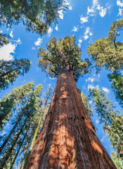 Sequoia National Park - Huge Redwood Sequoia Trees, California