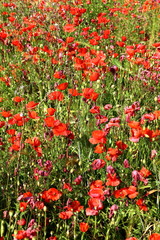 Obraz premium Red poppy field