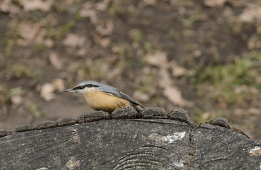 Eurasian Nuthatch (Sitta europaea)