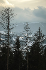 Mysterious evening in the mountain forest