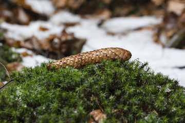Cone spruce on the moss with snow in the background.