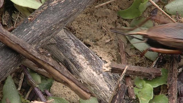 Crickets in the wildlife