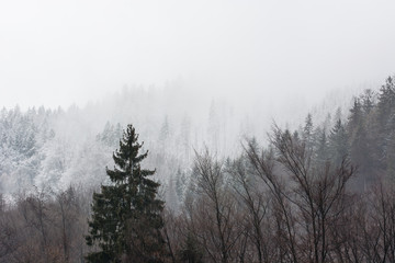 Fototapeta na wymiar Hill with forest in the winter with mist in the background.