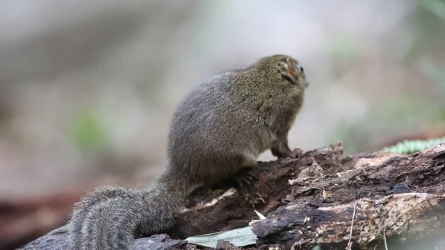 Northern Slender-tailed Treeshrew (Dendrogale murina) in Tam Dao, North Vietnam 