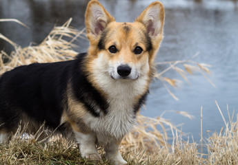 Dog in the grass by the river, lake. Spring season.