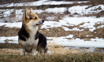 Dog in the grass by the river, lake. Spring season.