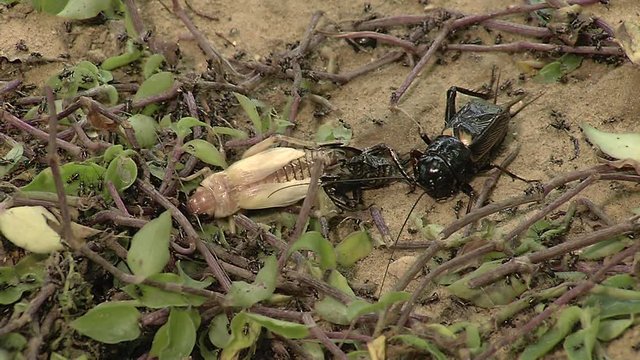 Crickets moulting the exoskeleton