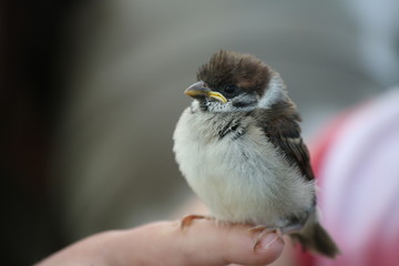 Spatz