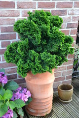 Chamaecyparis optusa Nana Gracilis im Topf