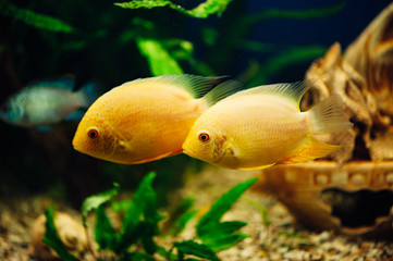 Heros severus. Two yellow fish swimming together.