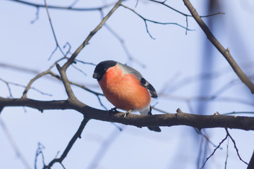 Red-colored Male of Eurasian Bullfinch, Pyrrhula pyrrhula, close-up portrait on branch with bokeh background, selective focus, shallow DOF
