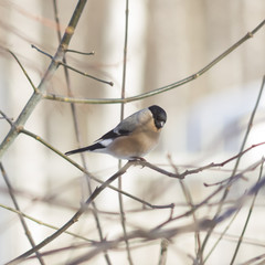 Brown Female of Eurasian Bullfinch, Pyrrhula pyrrhula, close-up portrait on branch with bokeh background, selective focus, shallow DOF