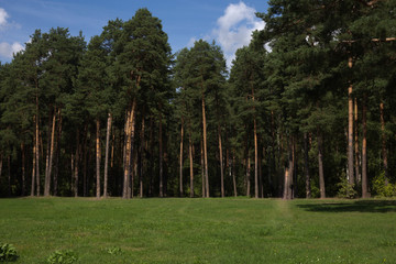 The edge of a pine forest