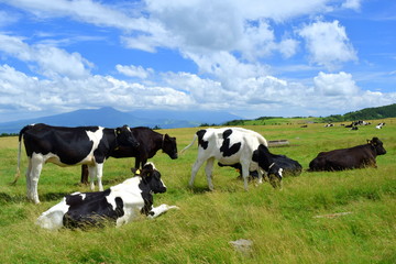 cows grazing