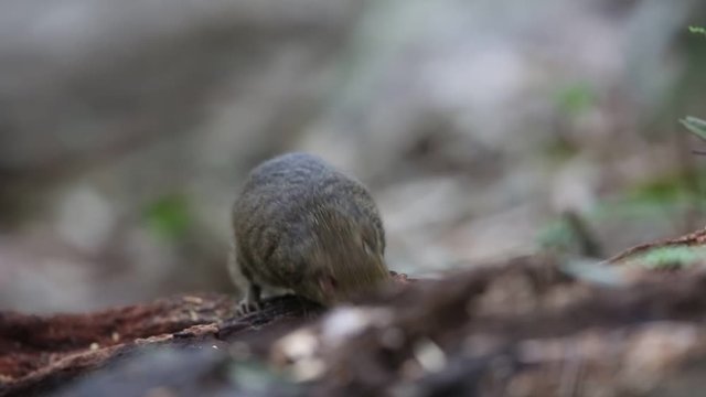 Northern Slender-tailed Treeshrew (Dendrogale murina) in Tam Dao, North Vietnam 