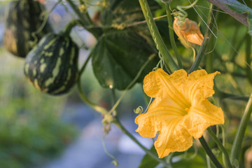 Close up yellow flower of pumpkin growing in field plant.