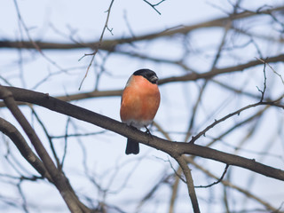 Red-colored Male of Eurasian Bullfinch, Pyrrhula pyrrhula, close-up portrait on branch with bokeh...