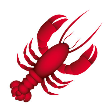 red lobster icon image, vector illustraction design