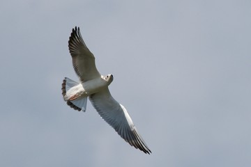 Seagull in flight