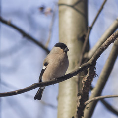 Brown Female of Eurasian Bullfinch, Pyrrhula pyrrhula, close-up portrait on branch with bokeh background, selective focus, shallow DOF