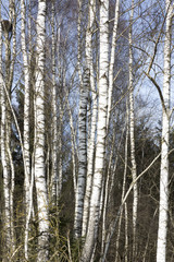 Fototapeta premium Birken im Winter