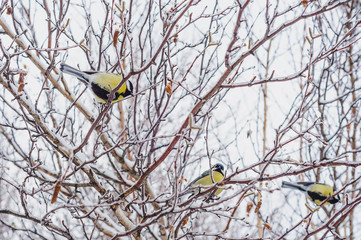 Titmouse sitting on the icy tree