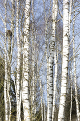 Fototapeta premium Birken im Winter