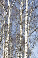 Birken im Winter