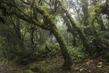 Tropischer Regenwald im Nebel