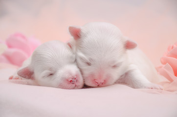 Fototapeta na wymiar two little white puppy
