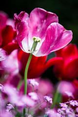 Fototapeta na wymiar special spring eastern flower