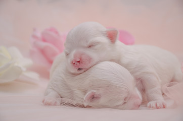 little white puppy