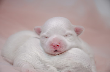 Fototapeta na wymiar little white puppy