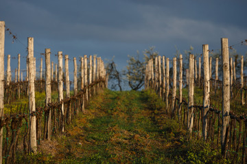 Weinberg in der Toskana im Abendlicht