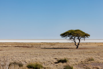 Namibia Etosha