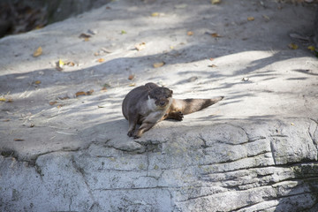 Otter