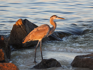 Young Great Blue Heron Patrolling the Rocks at Sunset